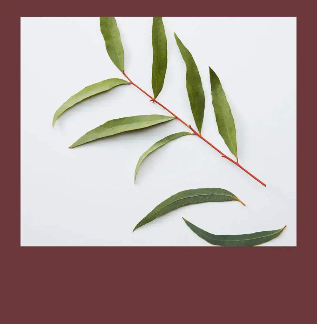 3-In-1 Tea Tree Department of Wellness