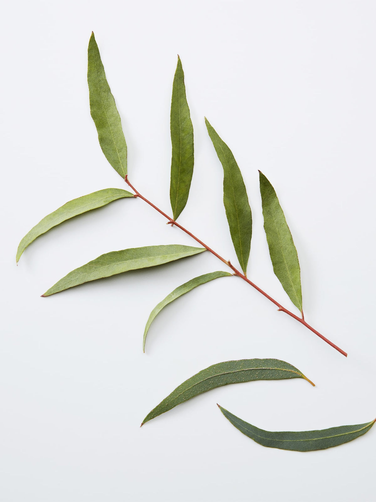 3-IN-1 CHAMOMILE + PINE